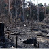 Latifúndio e destruição do meio ambiente