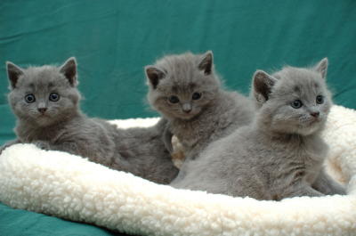 Cat Breeds, Chartreux Cat, Cats Pretty