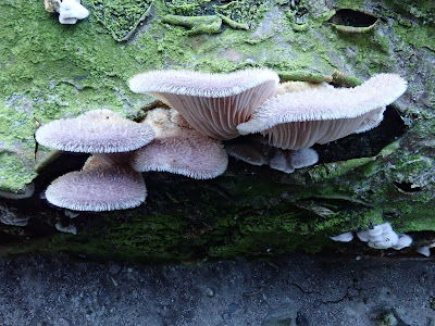 Grzyby 2019, grzyby w maju, grzyby na drzewie, Lentinus strigosus twardziak szczeciniasty, gęśnica wiosenna, czernidłaki