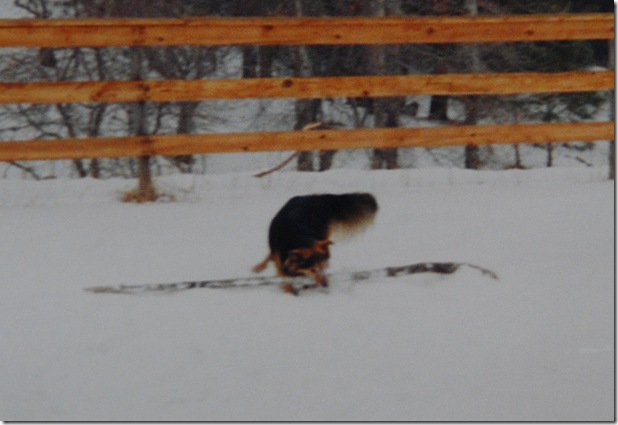 Buck with Stick