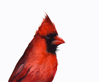 Cardinal Bird Art