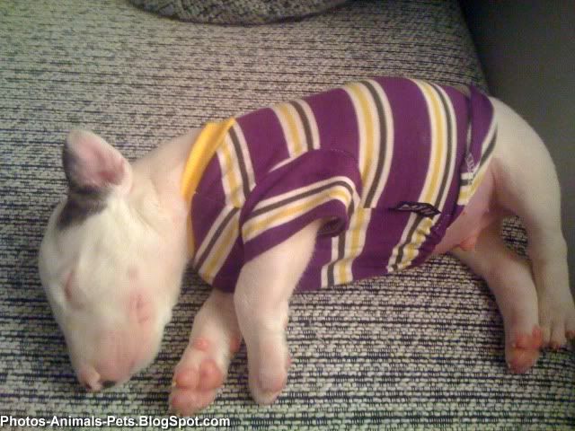 Mini Bull Terrier