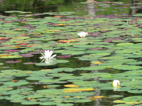 water lilies