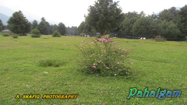 Wallpaper_Pahalgam