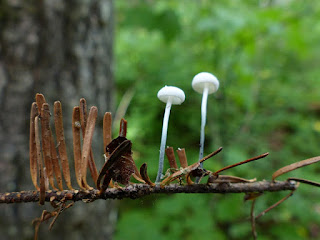 Tetrapyrgos nigripes - Marasme à pied noir - Marasmius nigripes