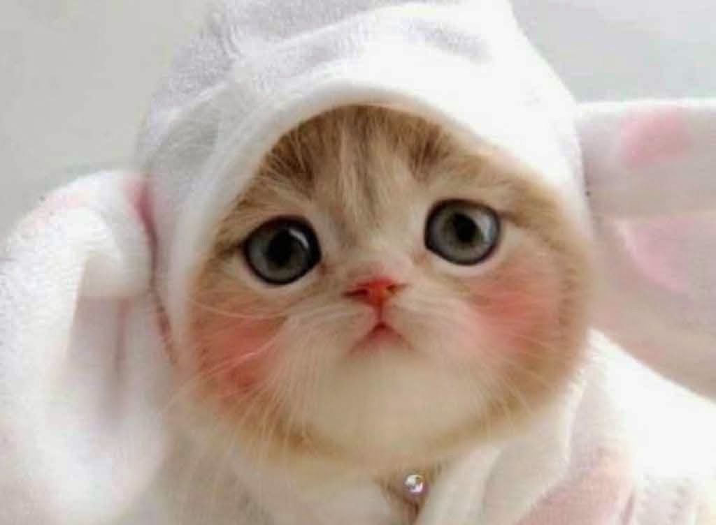 Foto Kucing Lucu Dan Imut 3  Apps Directories