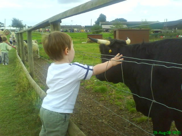 Small boy petting large cow. 