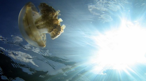 jellyfish-lake (15)