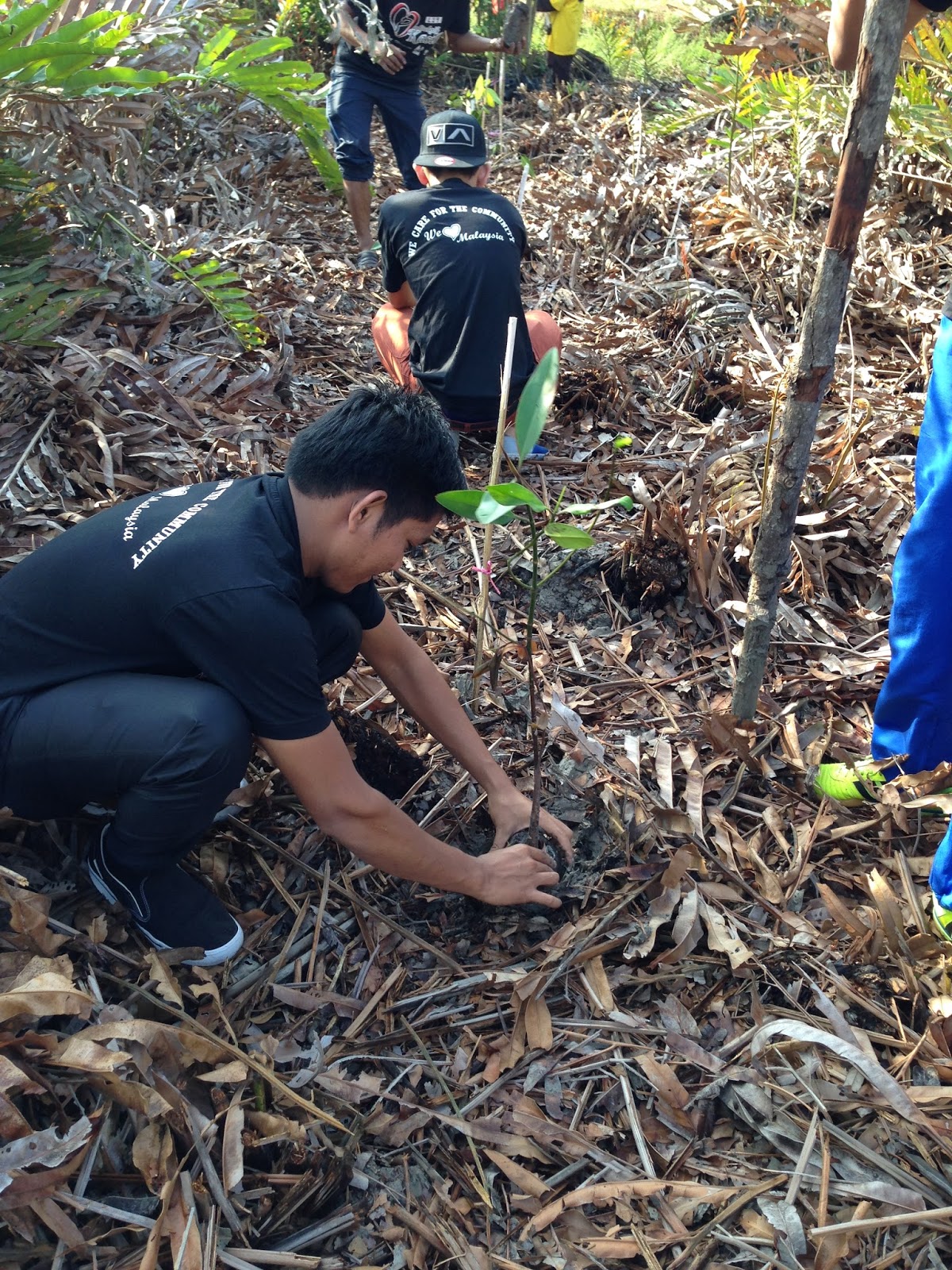 Suhaiminur: PROGRAM PENANAMAN POKOK BAKAU DI SABAK BERNAM