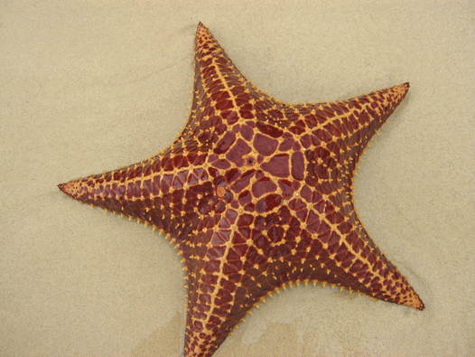 estrella de mar. estrella de mar.