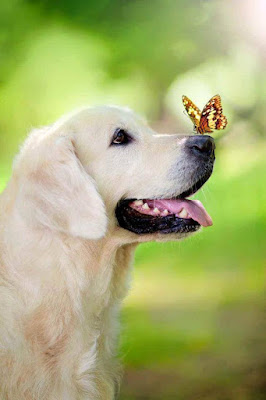  Beautiful dog and nice butterfly