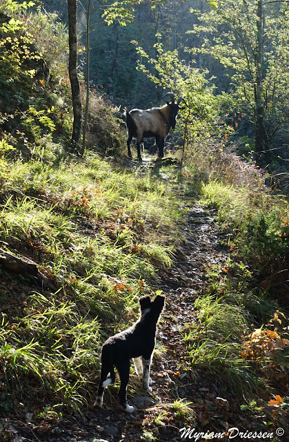 chien Border collie face à un bouc