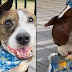  Βαν Γκόγκ: Το κακοποιημένο σκυλί που ζωγραφίζει με την γλώσσα του - Έγινε viral και βρήκε οικογένεια 