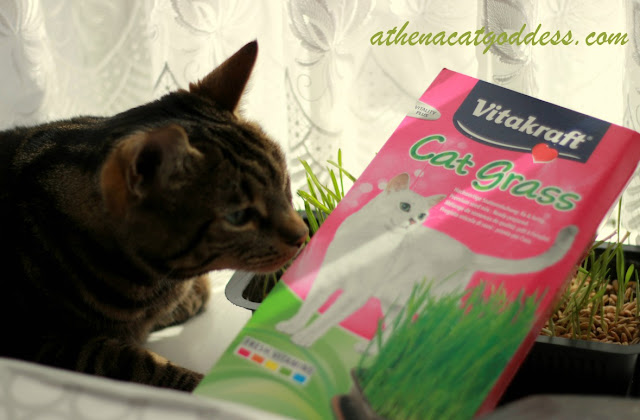 vitakraft cat grass