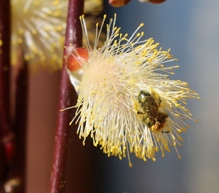 A little bee that is totally covered in pollen