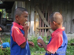 กินมะขามป้อม
