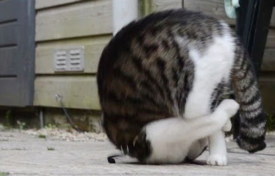 Este gato está obsesionado con dar volteretas