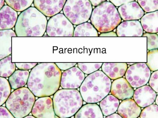 Pengertian dan Ciri-ciri Jaringan Parenkim Tumbuhan dan Fungsinya