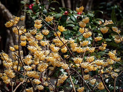 Mitsumata (Edgeworthia chrysantha) flowers: Engaku-ji