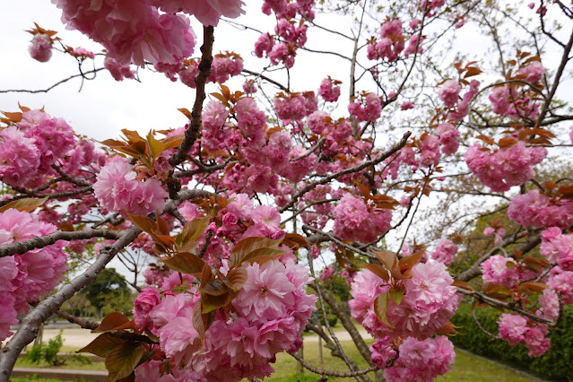 鳥取県米子市久米町　湊山公園　カンザン (関山）