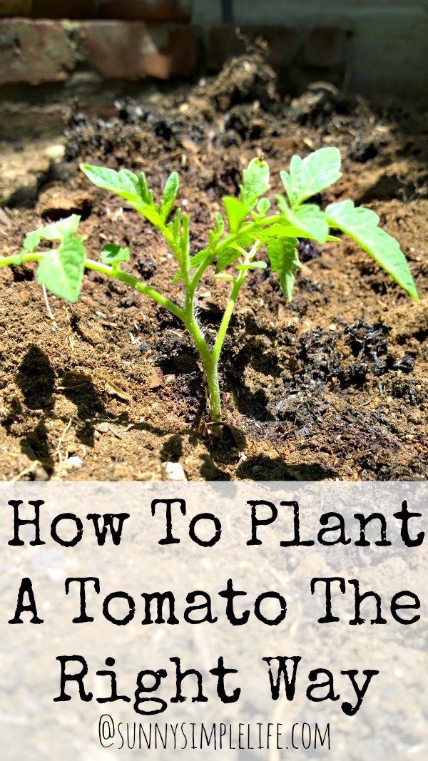 Sunny Simple Life: How To Plant Tomatoes The Right Way