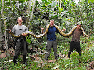 Largest Anaconda Snake Photo