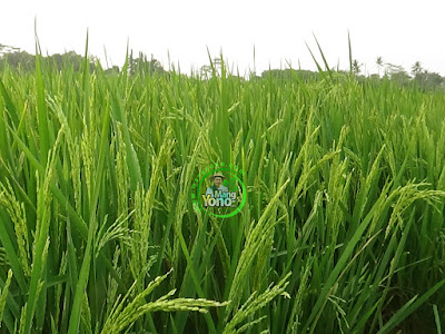 Padi CAKRABUANA 04 (CB04)   di sawah MANGYONOcom   sat keluar malai umur 50 HST