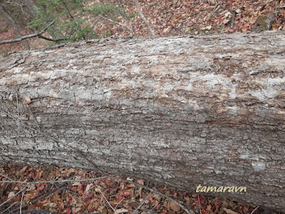 Липа амурская (Tilia amurensis)