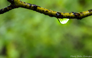 raindrop on a tree branch photo by mbgphoto