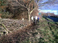 photo of hedge laying - more or less completed