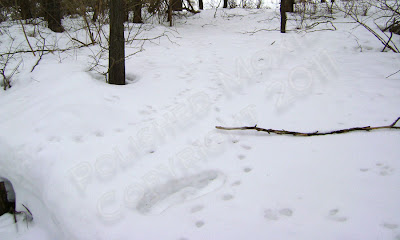 Picture of animal tracks in the snow