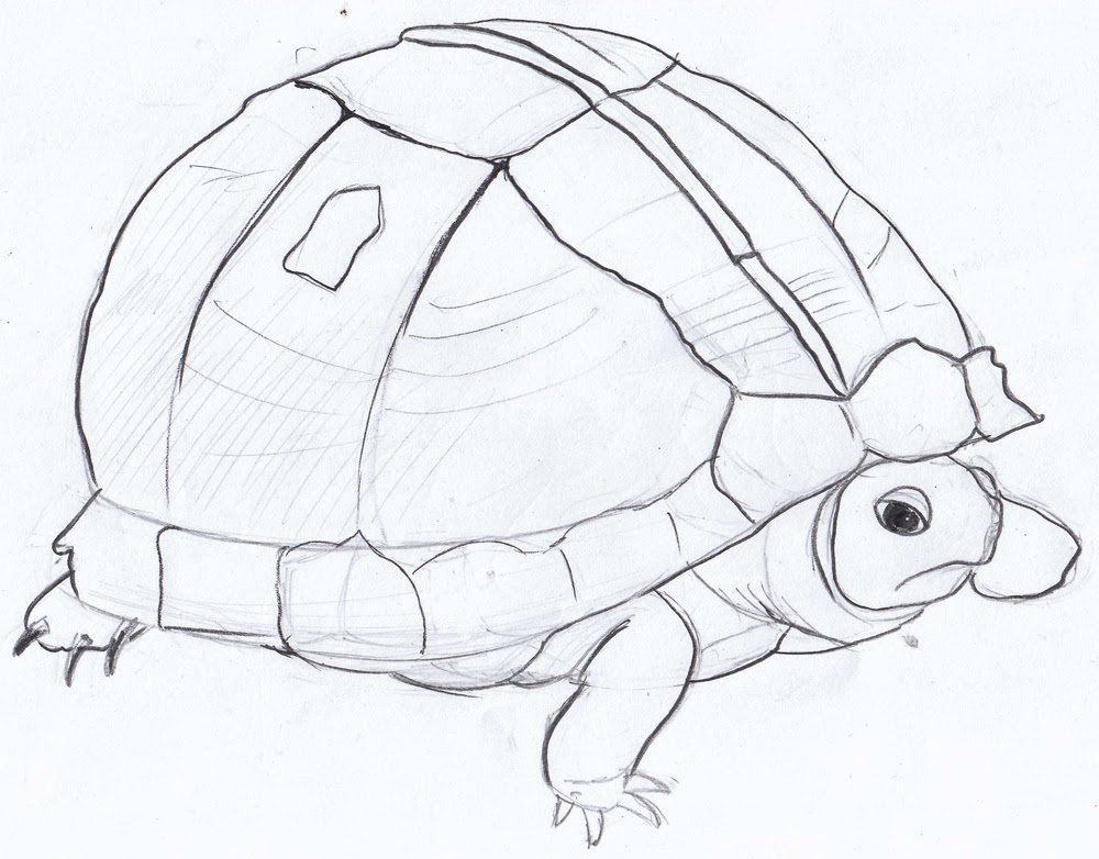 Weekly : Doodles and tuts: Drawspace lesson I08: How to draw a a turtle