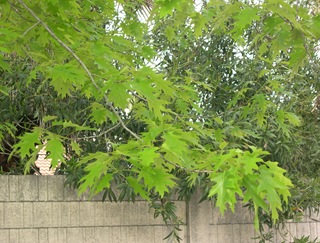 DSCN5383