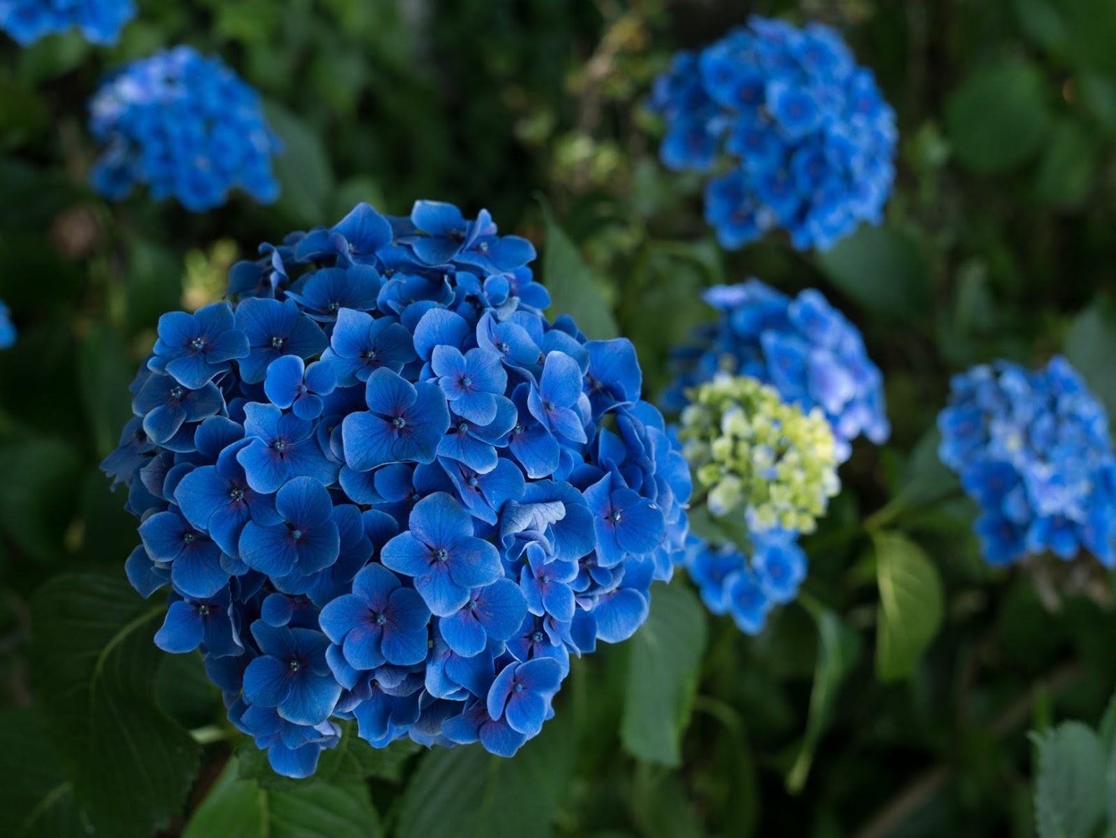 Inilah 7 Bunga Warna Biru  Super Cantik Lengkap dengan 