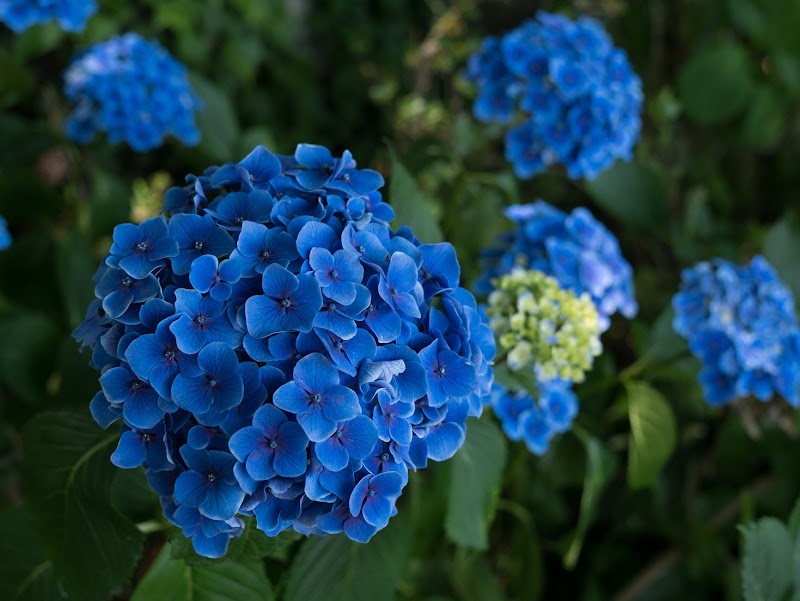 23+ Bunga Warna Biru, Inspirasi Penting!