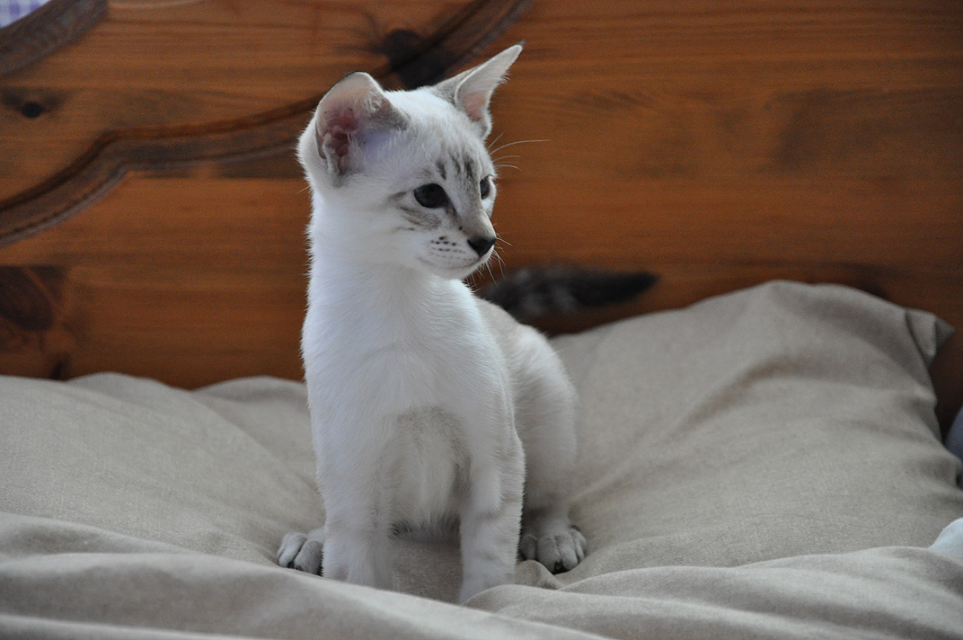 Tabby Point Siamese. She is a 13-week tabby-point