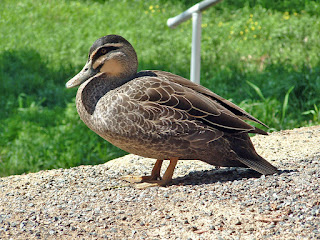 Bebek Lengkap