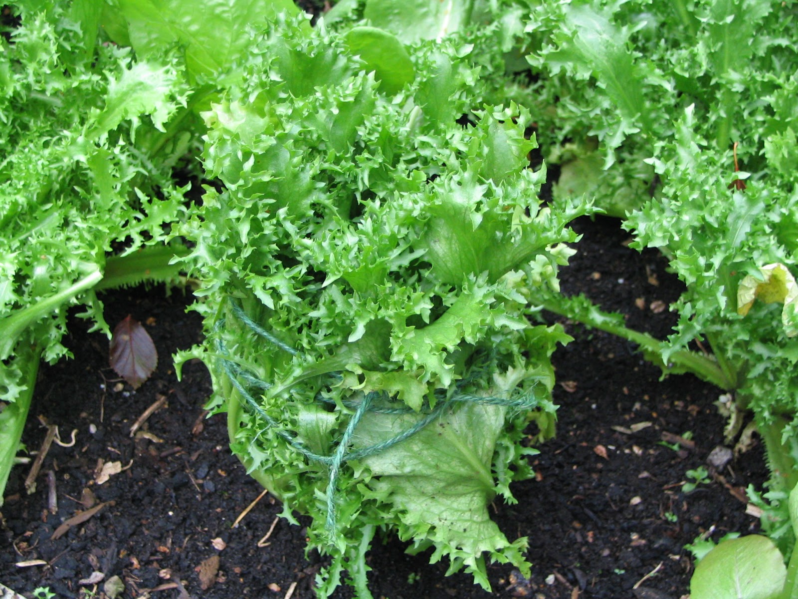 Blanching Endives