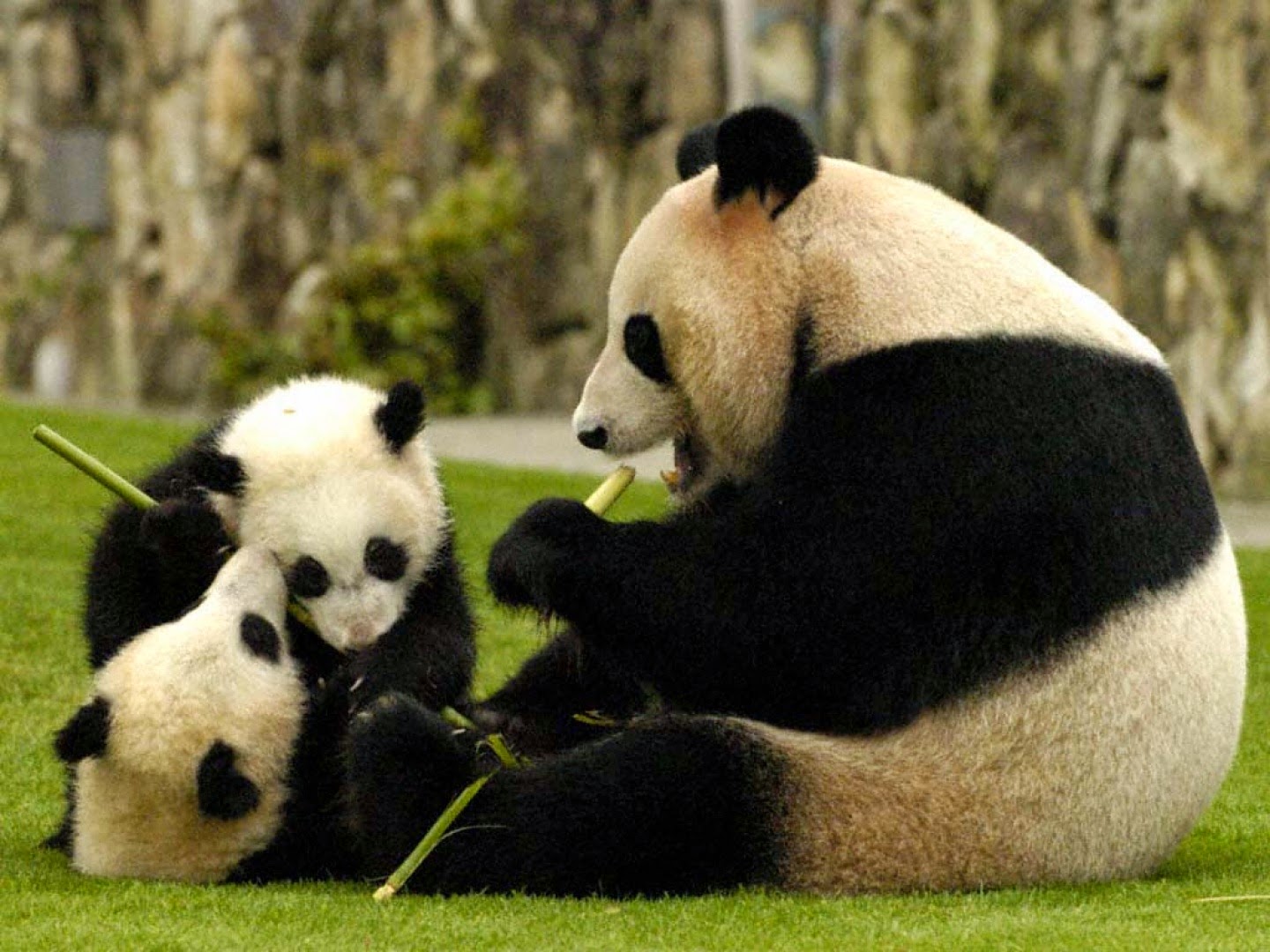 Gambar Panda Lucu Serta Asal Usul Panda ~ Ayeey.com