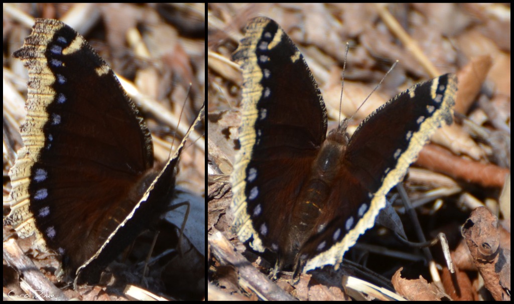 Flower Hill Farm Butterflies Of 2011 Mourning Cloak And Red Admiral Flower Hill Farm Retreat