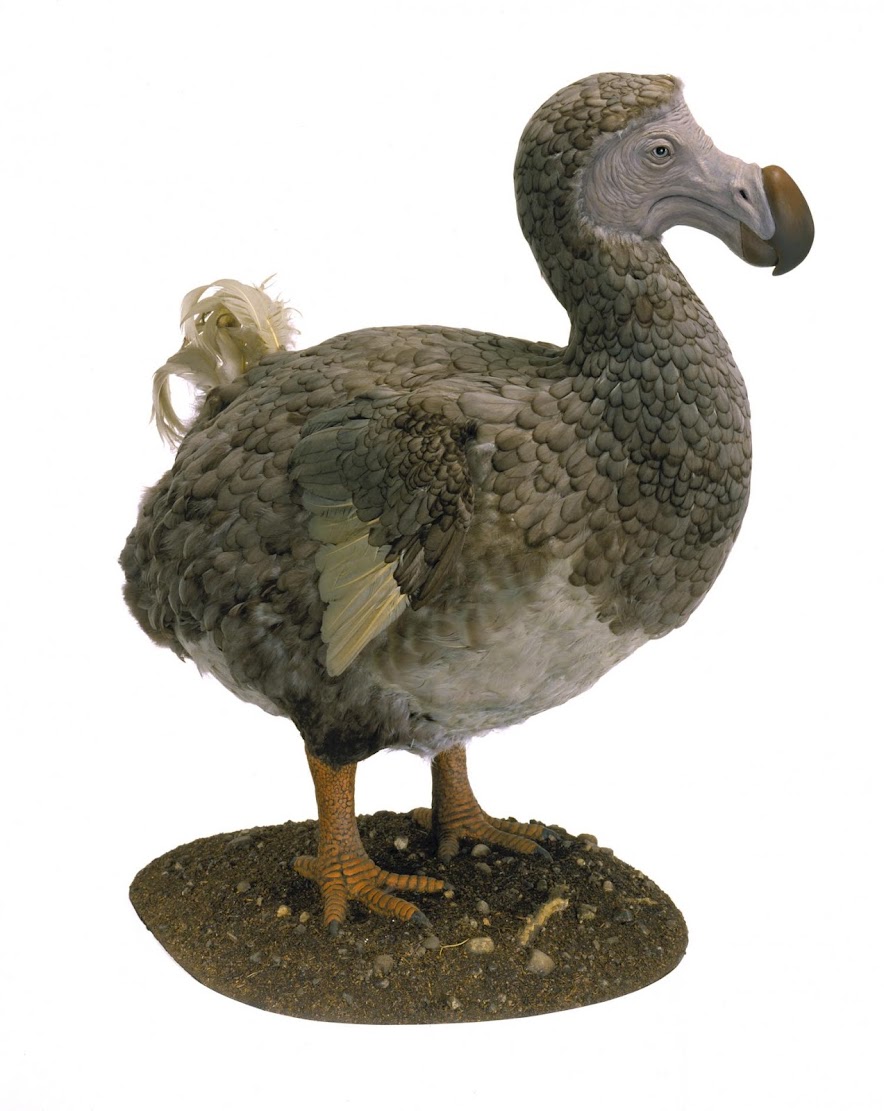 Dodos might have been quite intelligent, new research finds