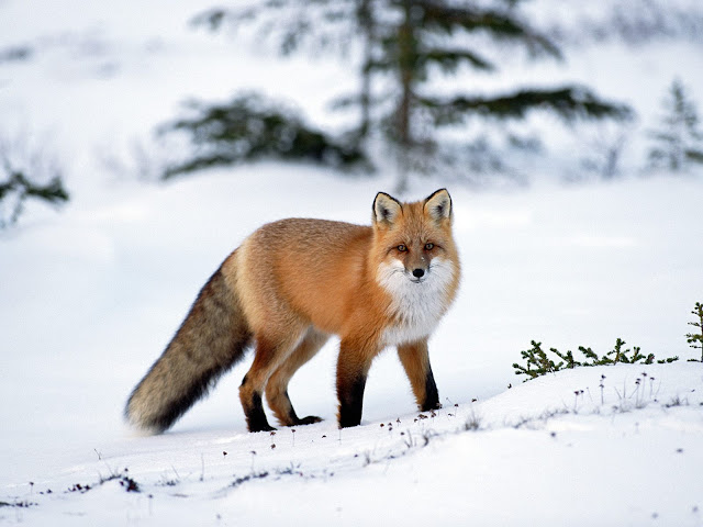 Fox in Winter 2