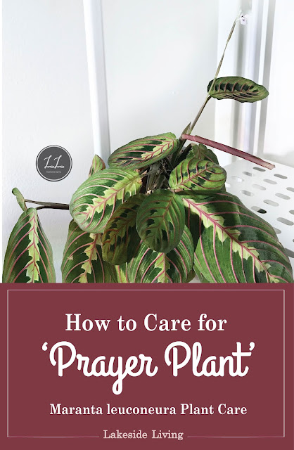 Prayer Plant Care Guide