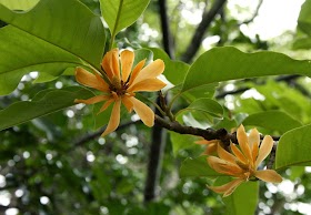 Cempaka Wangi Flora Identitas Provinsi Aceh