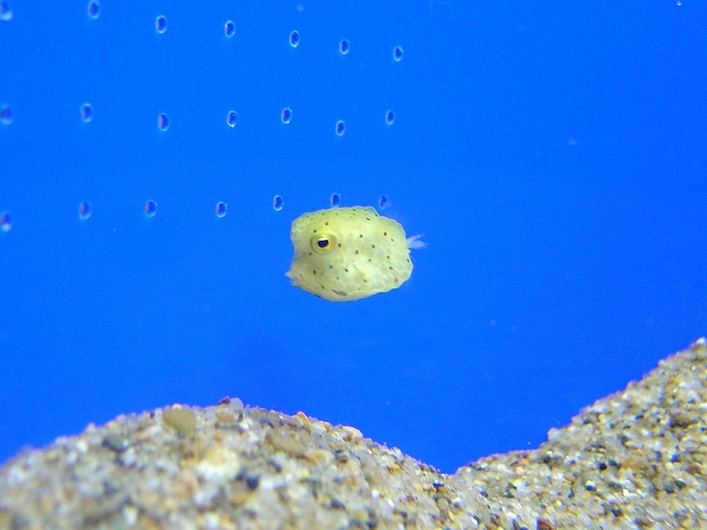 新札幌 サンピアザ水族館 飼育員日誌 かわいい姿のフグの赤ちゃん 新札幌 サンピアザ水族館 飼育員日誌 かわいい姿のフグの赤ちゃん