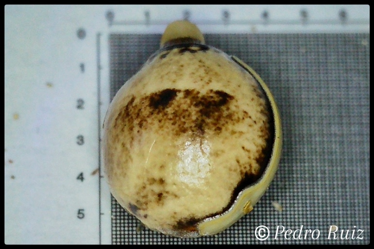 Huevo de Extatosoma tiaratum