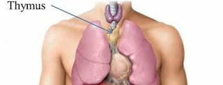 Le thymus