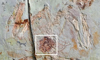 http://sciencythoughts.blogspot.co.uk/2014/06/preserved-ovarian-follicles-in-mesozoic.html