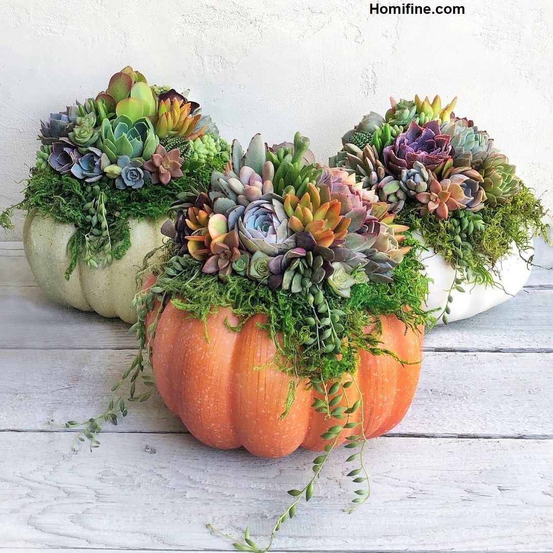 7 Inspirational Ideas for Beautifully Arranging Succulents ~ Homifine.com
