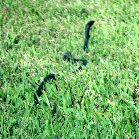 Black Rat Snake - Leesburg, Florida